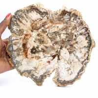Große Scheibe versteinertes Holz aus Madagaskar – ein außergewöhnliches Stück