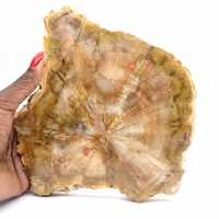 Abschnitt aus versteinertem Holz aus Madagaskar – Sammlerqualität