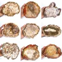 Große Scheibe versteinertes Holz – Majunga-Sammlung