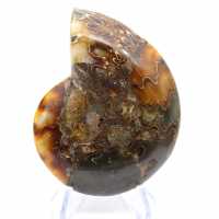 Ammonit aus Madagaskar mit polierter und unpolierter Oberfläche