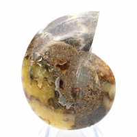 Natürlicher Ammonit aus Madagaskar – Ausstellungsstück