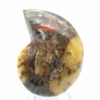 Poliertes Ammonitenfossil: Ästhetik und Wissenschaft