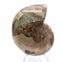 Fossiler Ammonit: Kontrast natürlicher Texturen