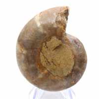 Ammonitenexemplar: Die Madagaskar-Spirale