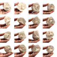 Fossiler Zahn von Otodus Fossiler Zahn von Otodus