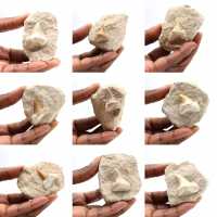 Fossiler Zahn von Otodus aus Marokko