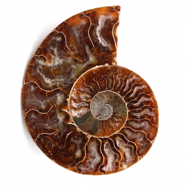 Ammonit fossil