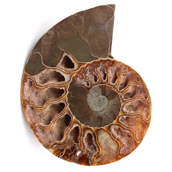 Ammonit fossil