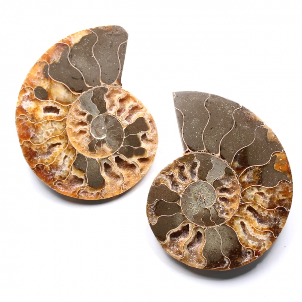 Ammonit fossil Doppelschnitt und poliert