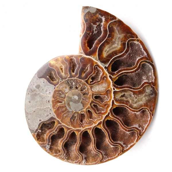 Ammonit fossil Doppelschnitt und poliert