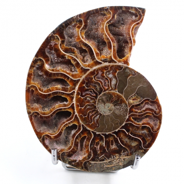 Ammonit gesägt und poliert