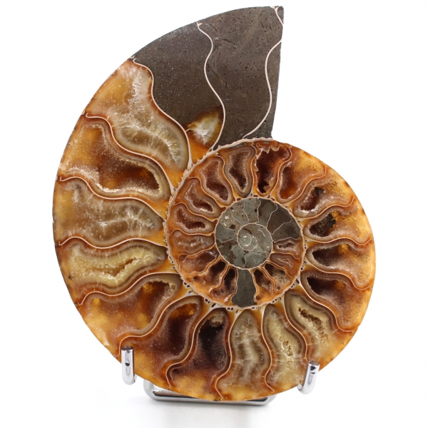 Ammonit gesägt und poliert
