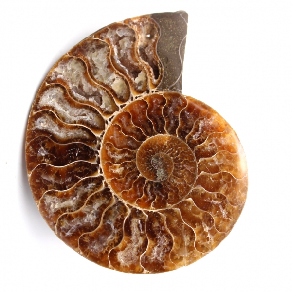 Poliertes und gesägtes Ammonitenfossil