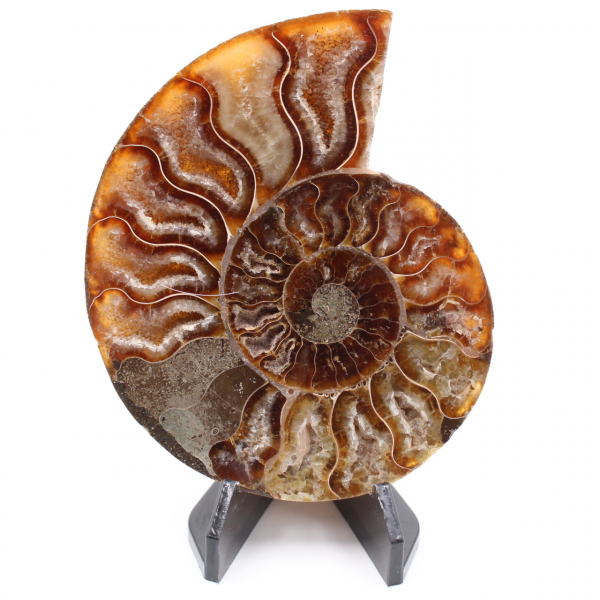 Poliertes Ammonitenfossil