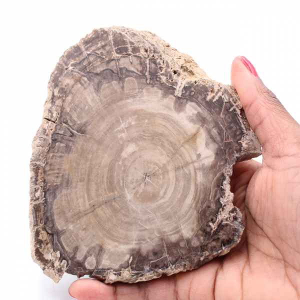 Versteinerte fossile Holzscheibe