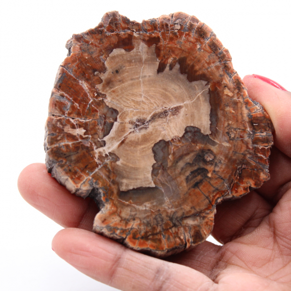 Versteinerte fossile Holzscheibe