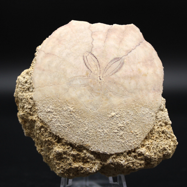 Scutella, fossiler Seeigel
