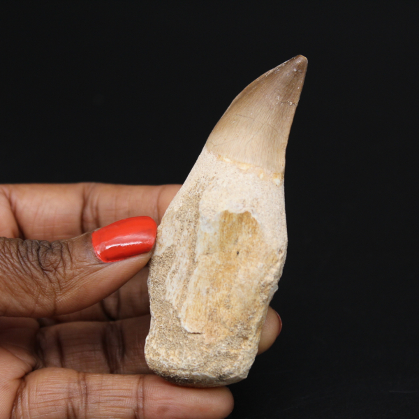 Fossiler Zahn eines Mosasaurus aus Marokko