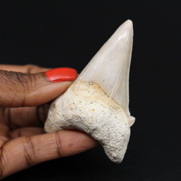 Fossiler Zahn des Hais Otodus obliquus