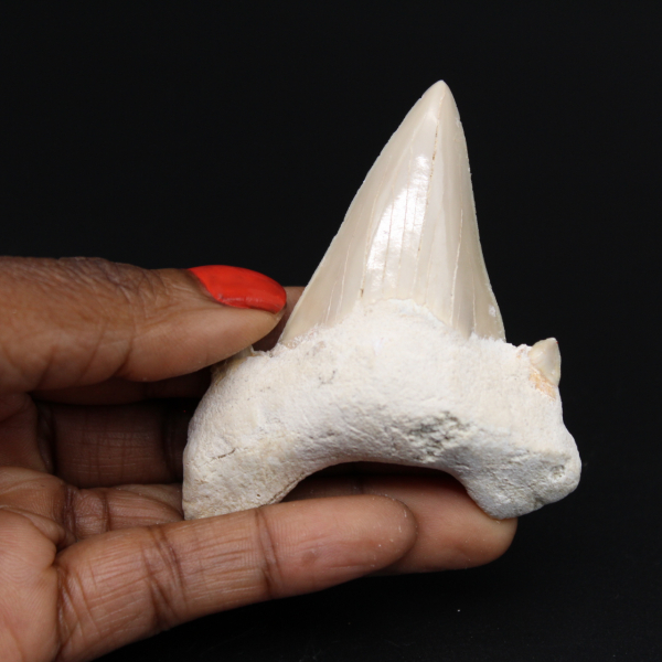 Versteinerter Zahn des Hais Otodus obliquus