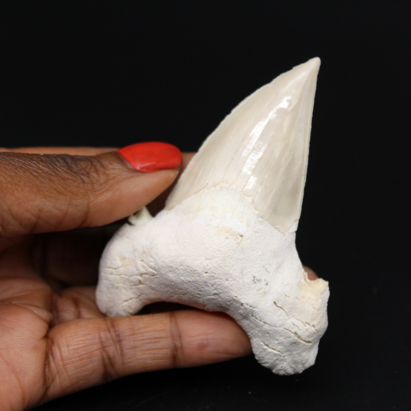 Fossiler Zahn aus Marokko, Hai