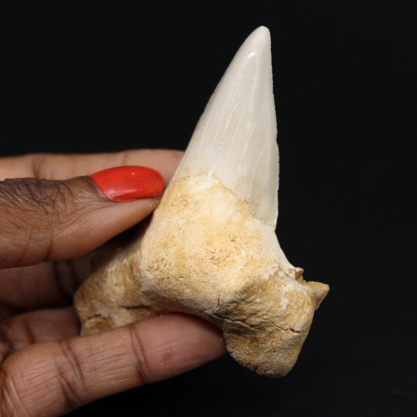 Fossile Hai-Zahnprobe