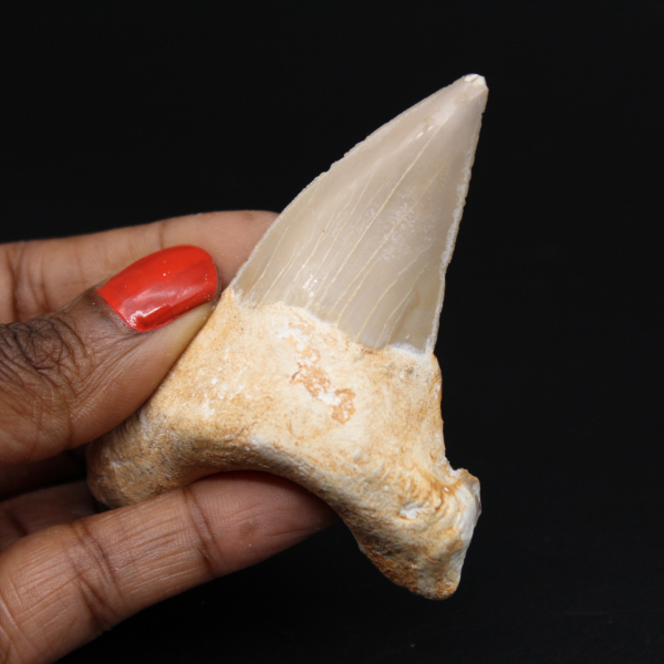 Fossilien von Haizähnen