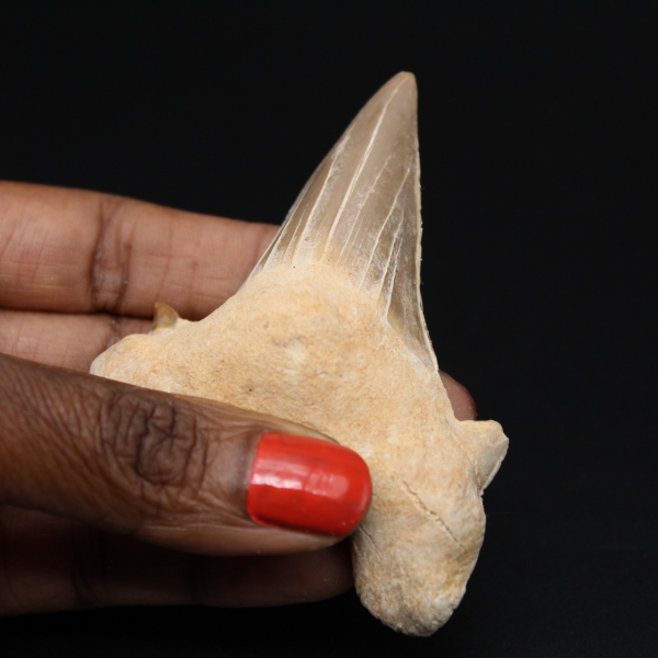 Fossiler Zahn von Otodus obliquus