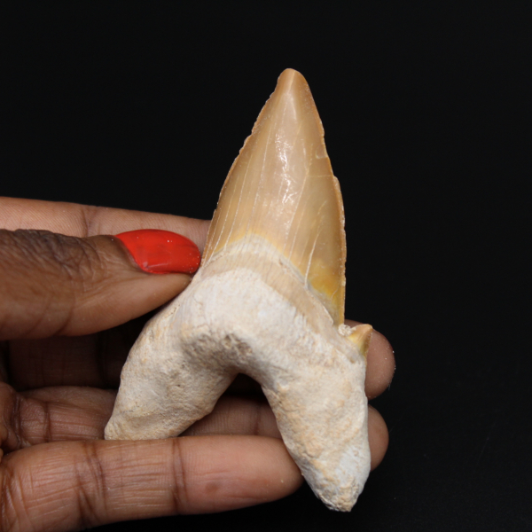 Fossiler Zahn des Hais Otodus obliquus
