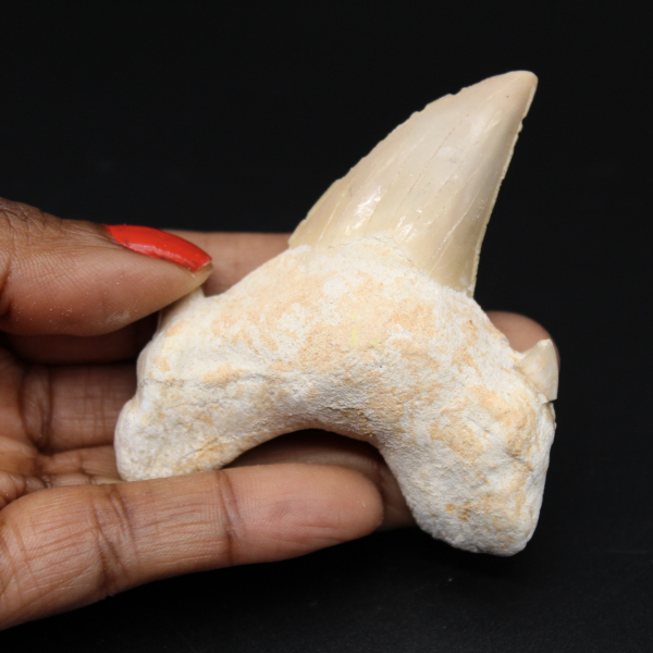 Fossiler Zahn aus Marokko, Hai