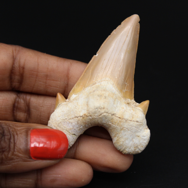 Fossile Hai-Zahnprobe