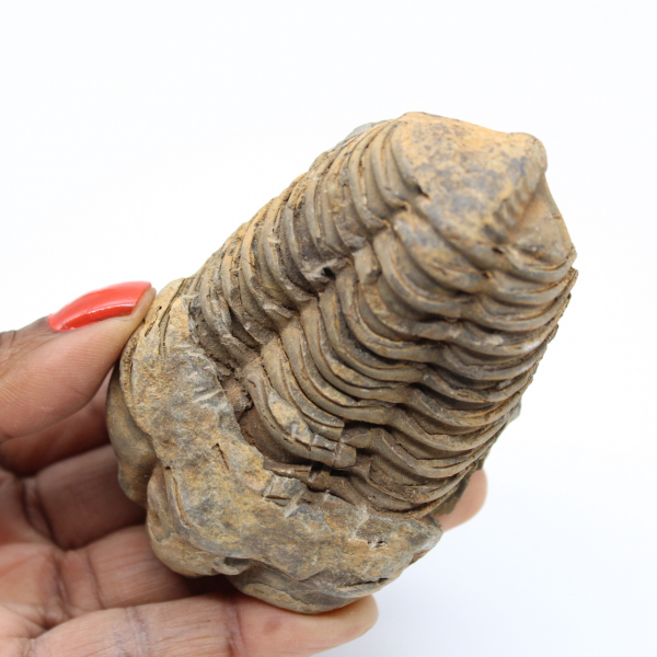 Versteinerter marokkanischer Trilobit