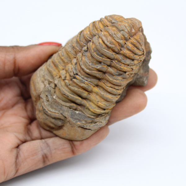 Versteinerter Trilobit aus Marokko