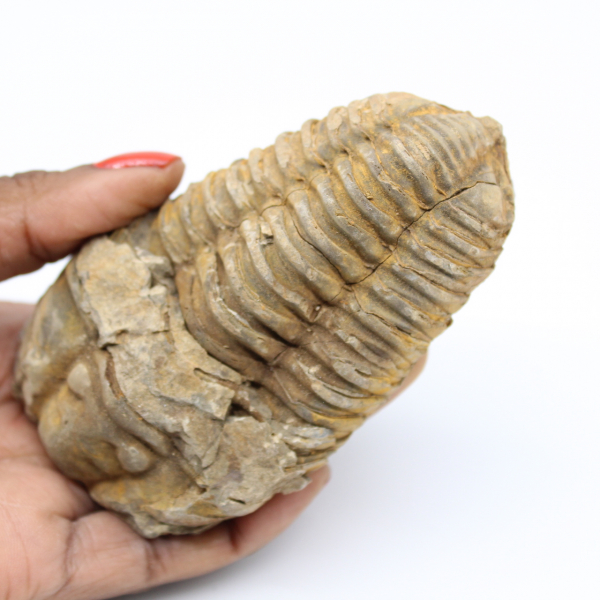 Fossil des marokkanischen Trilobiten