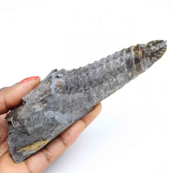 Trilobiten-Fossil aus der Bretagne