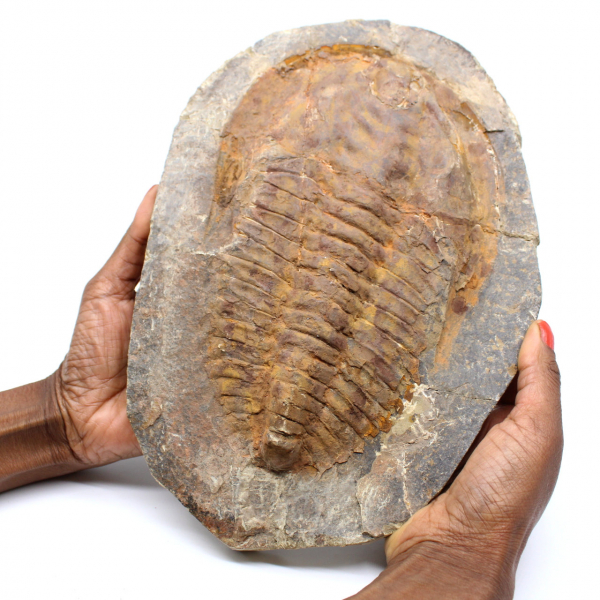 Großes Trilobiten-Fossil aus Marokko