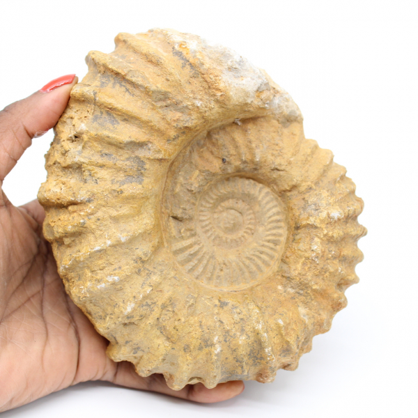 Versteinerter Ammonit aus Marokko