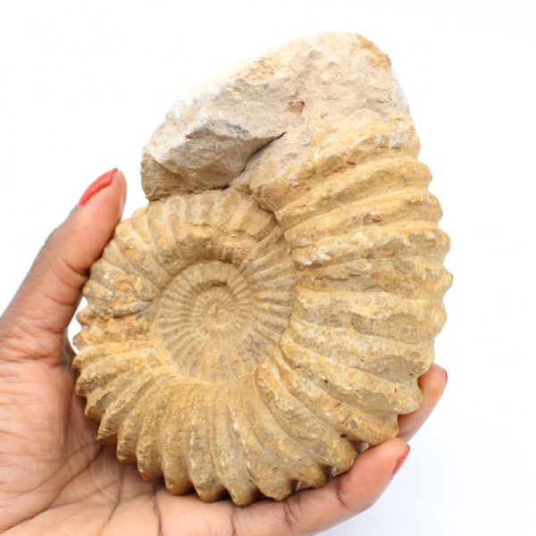 Ammonitenfossil aus Marokko