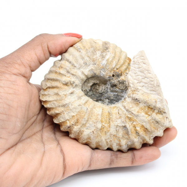 Versteinerter marokkanischer Ammonit