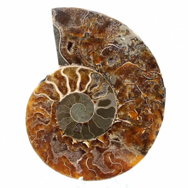 Polierter gesägter Ammonit