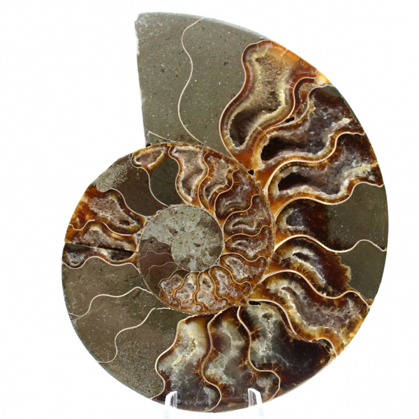 Ammonit Fossil ein Stück
