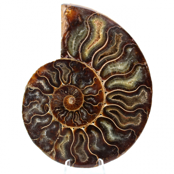 Fossiler Ammonit aus Madagaskar