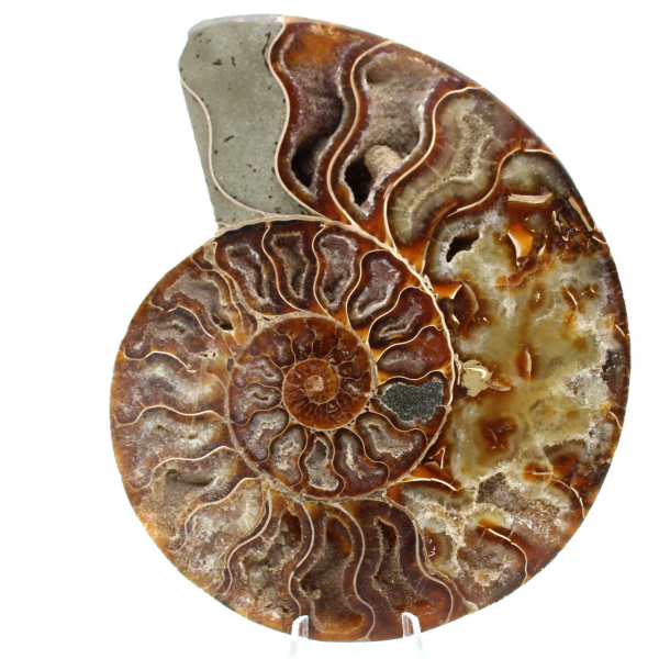 Ammonit Fossil ein Stück