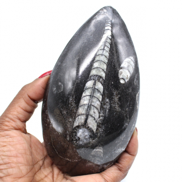 Natürliche fossile orthoceras