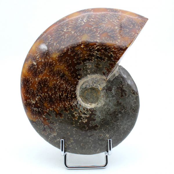 Einteiliger ammonit