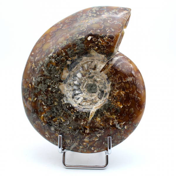 Ganzer polierter ammonit