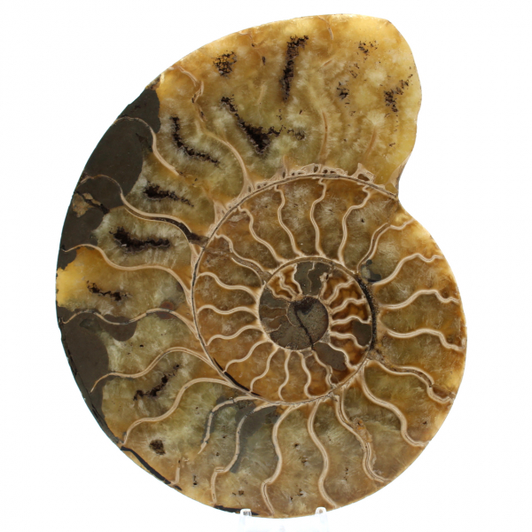 Natürlicher ammonit aus madagaskar
