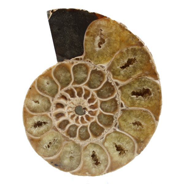 Ammonit aus madagaskar
