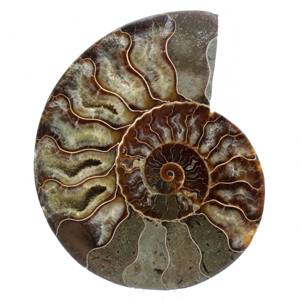 Fossiler ammonit aus madagaskar