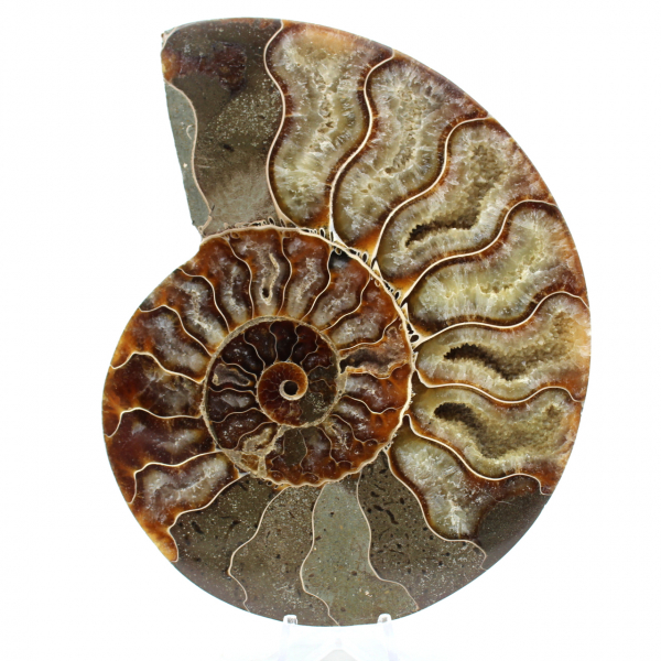 Fossiler natürlicher ammonit